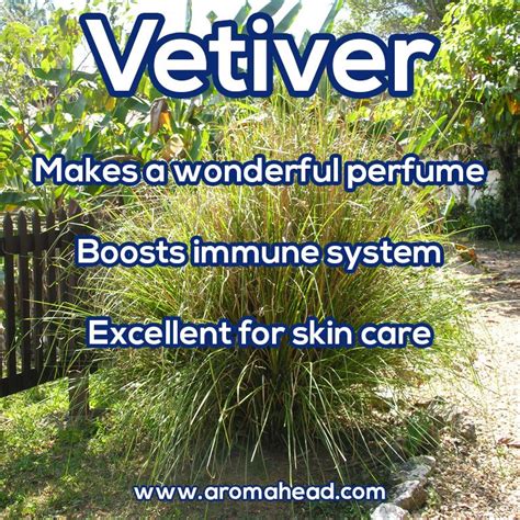 spiritual properties of vetiver.